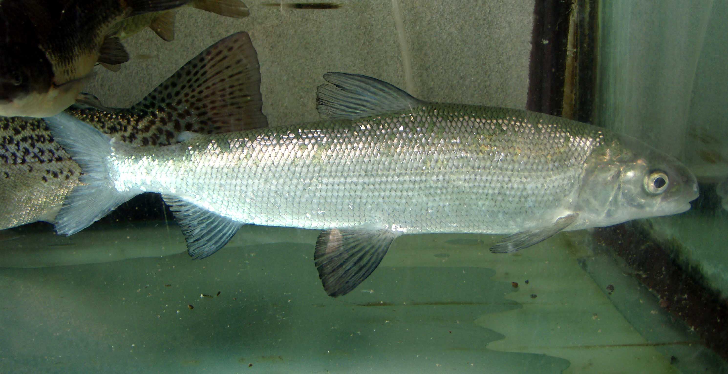 paraziták a whitefish en Az Ascaris érintett szerveket